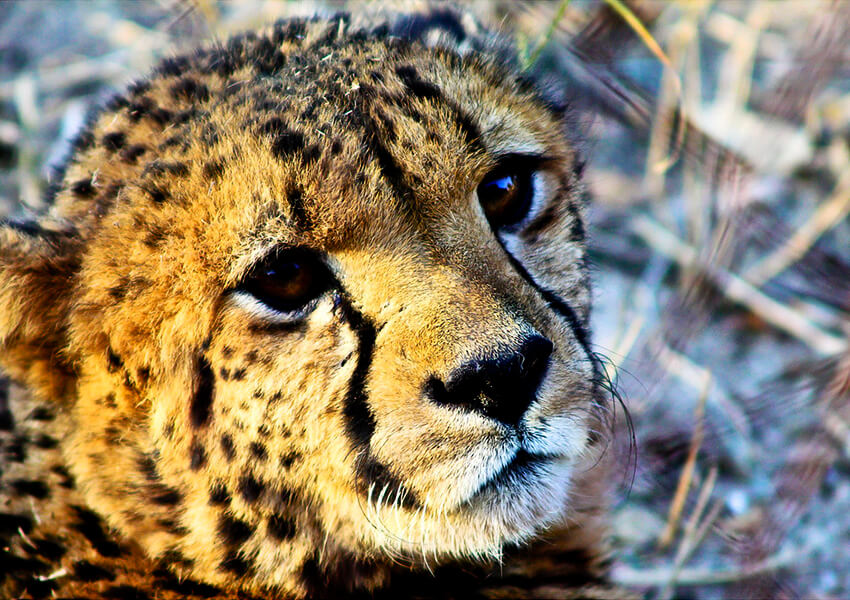 Hoedspruit Endangered Species Centre - Conservation in Action
