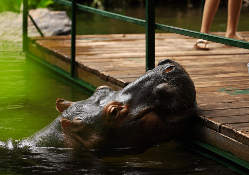 Jessica the Hippo - The Friendliest Hippo Around