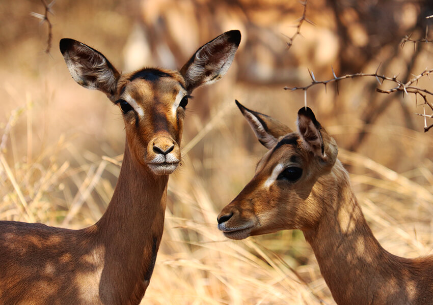 Kruger National Park - A Safari Dream Come True