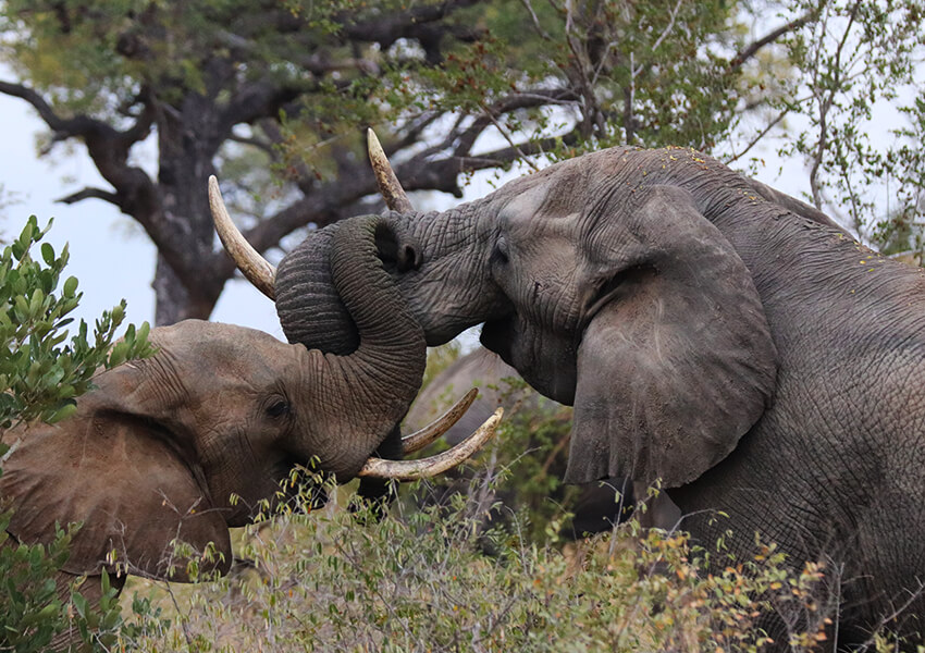 Where Safari Meets Soul